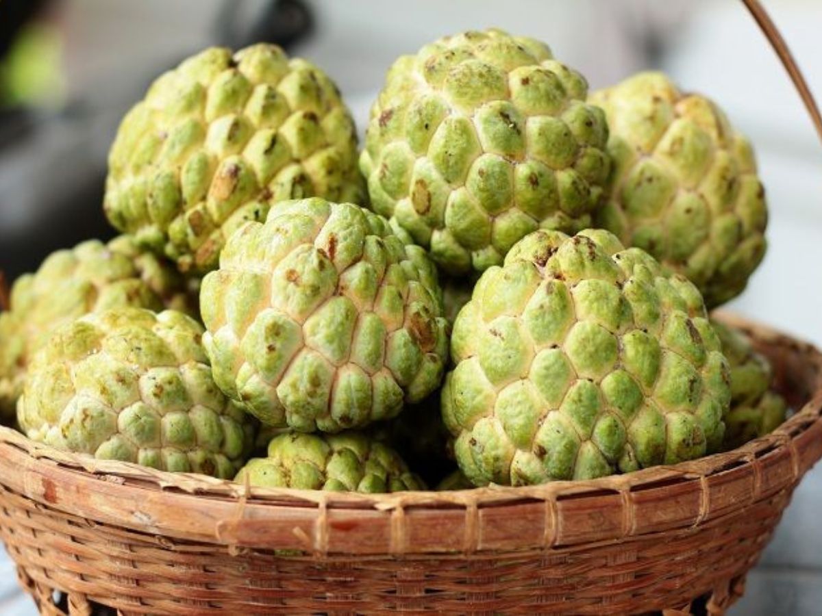 Custard Apple (Seetaphal)