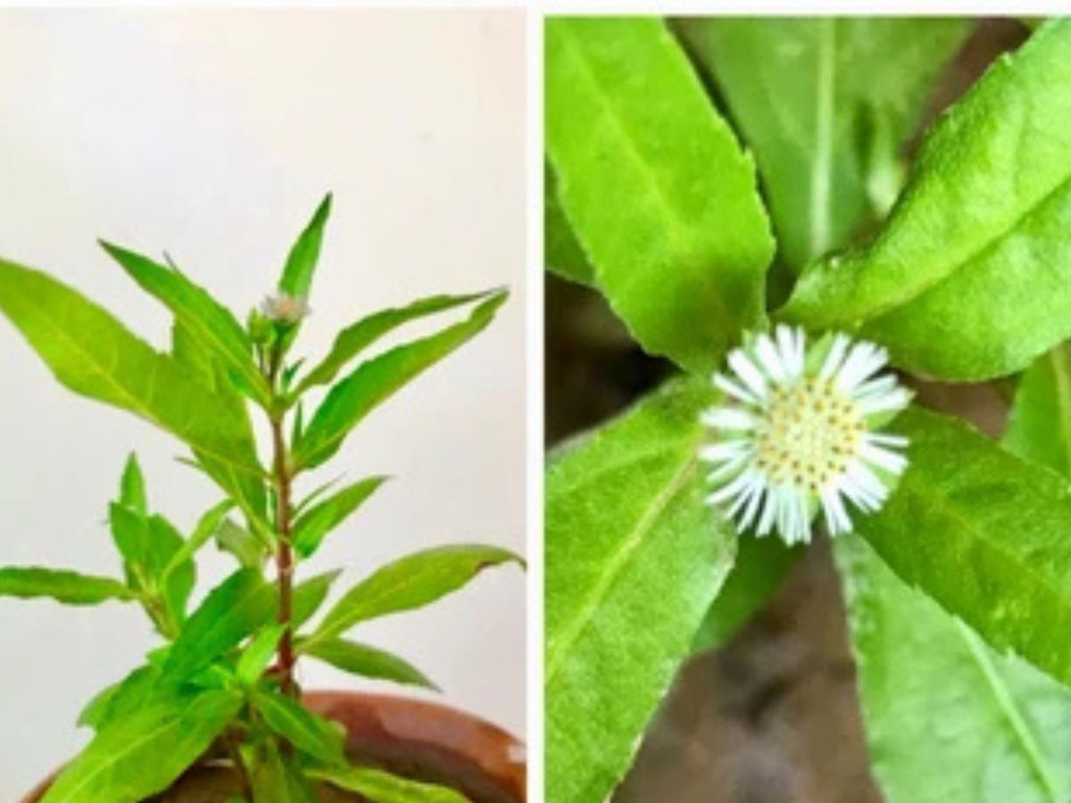 Which leaf is known as the Miracle Leaf for hair growth?