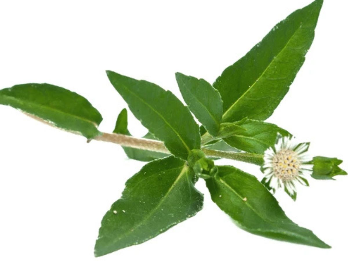 Why It Is Called a Miracle Leaf