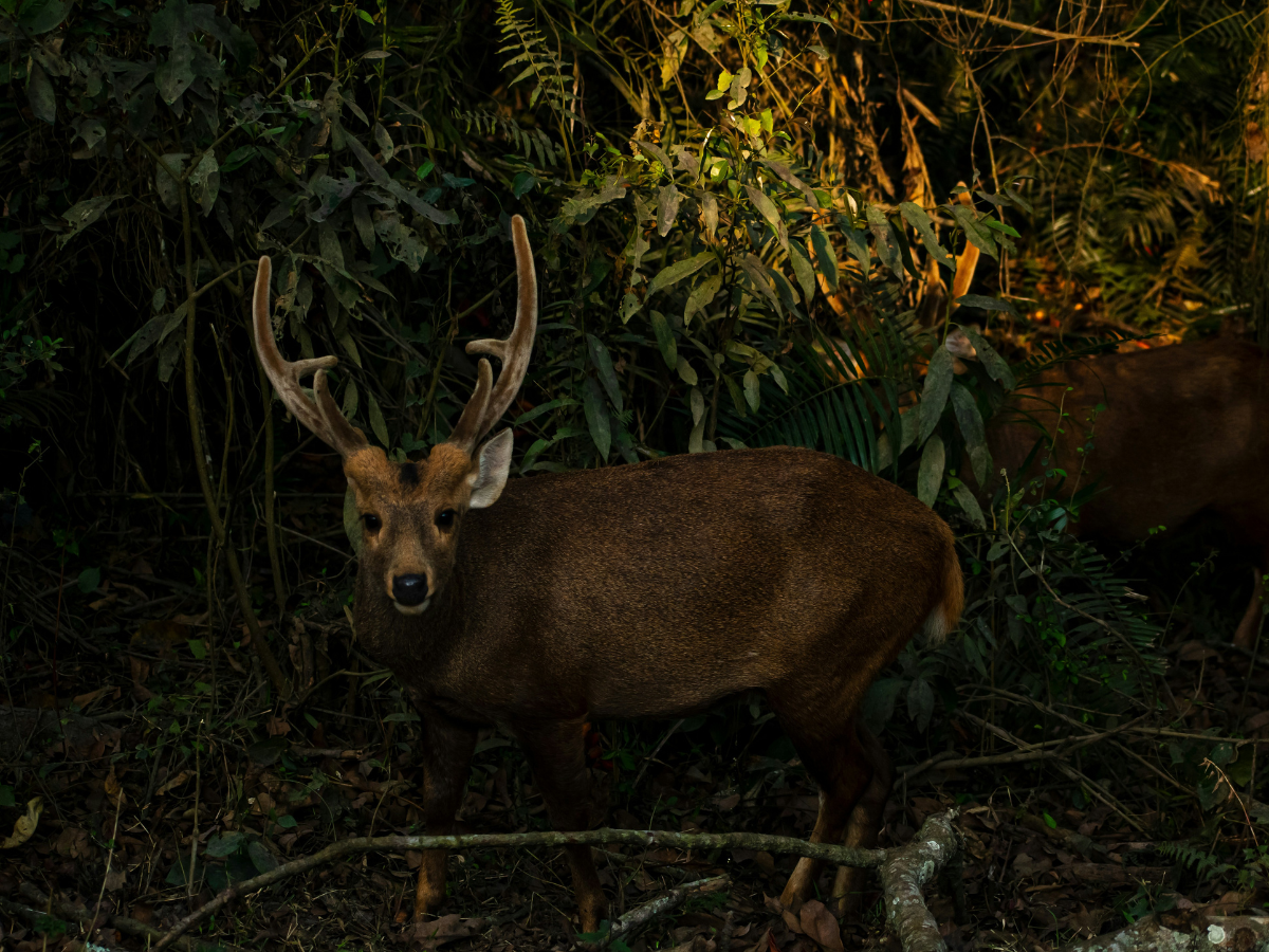 Kaziranga National Park, Assam