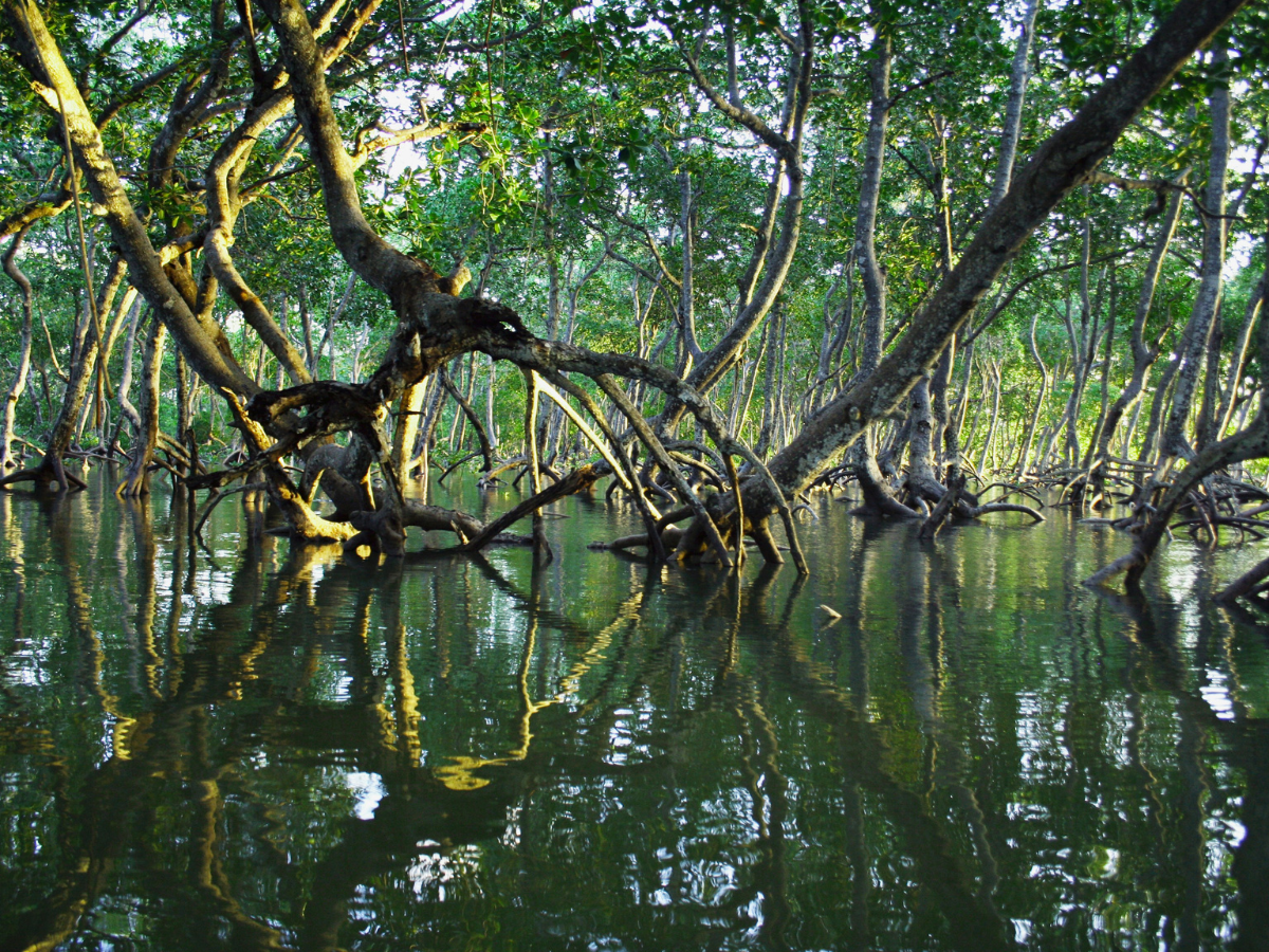 Sundarbans National Park, West Bengal