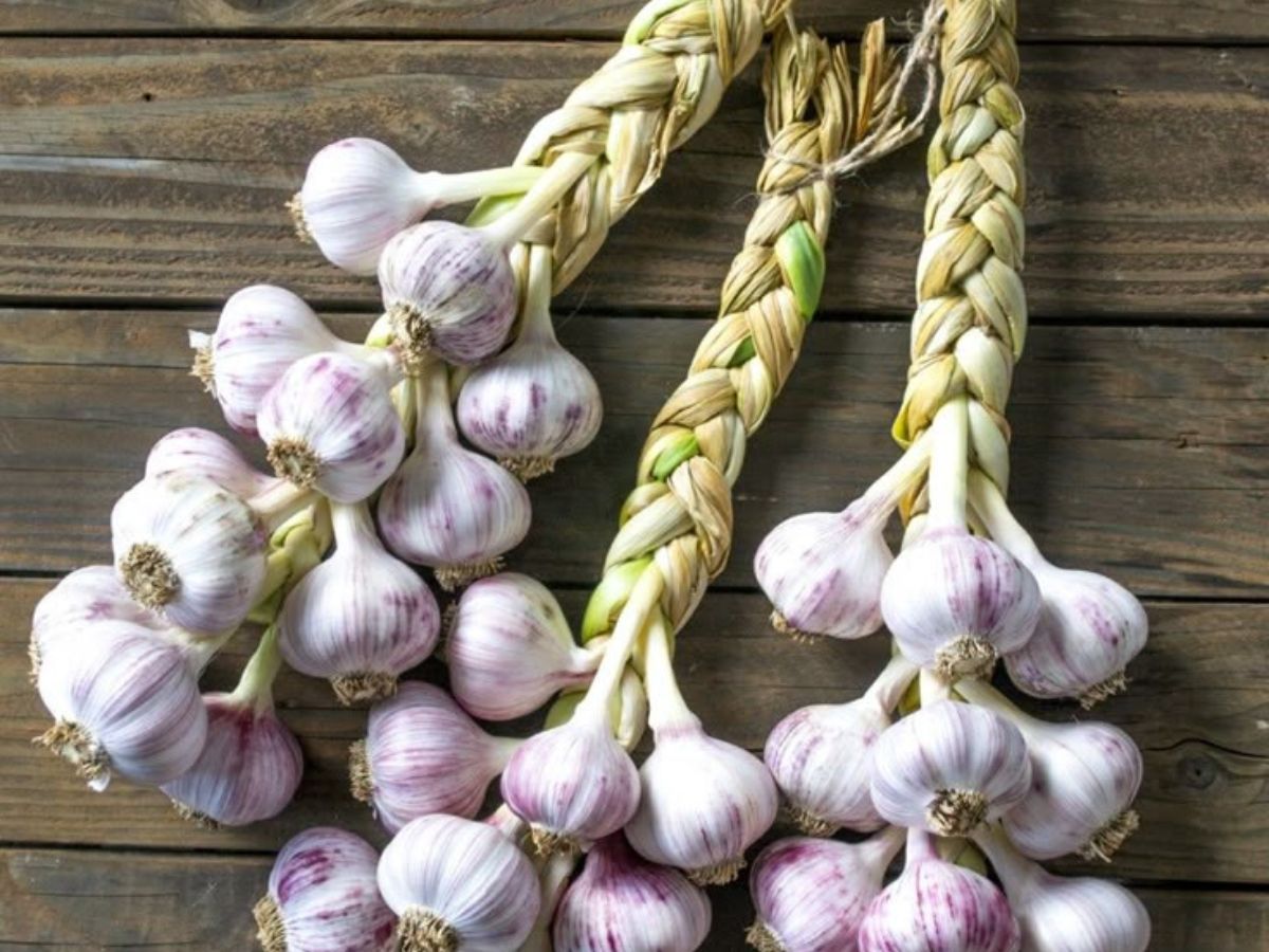 Garlic