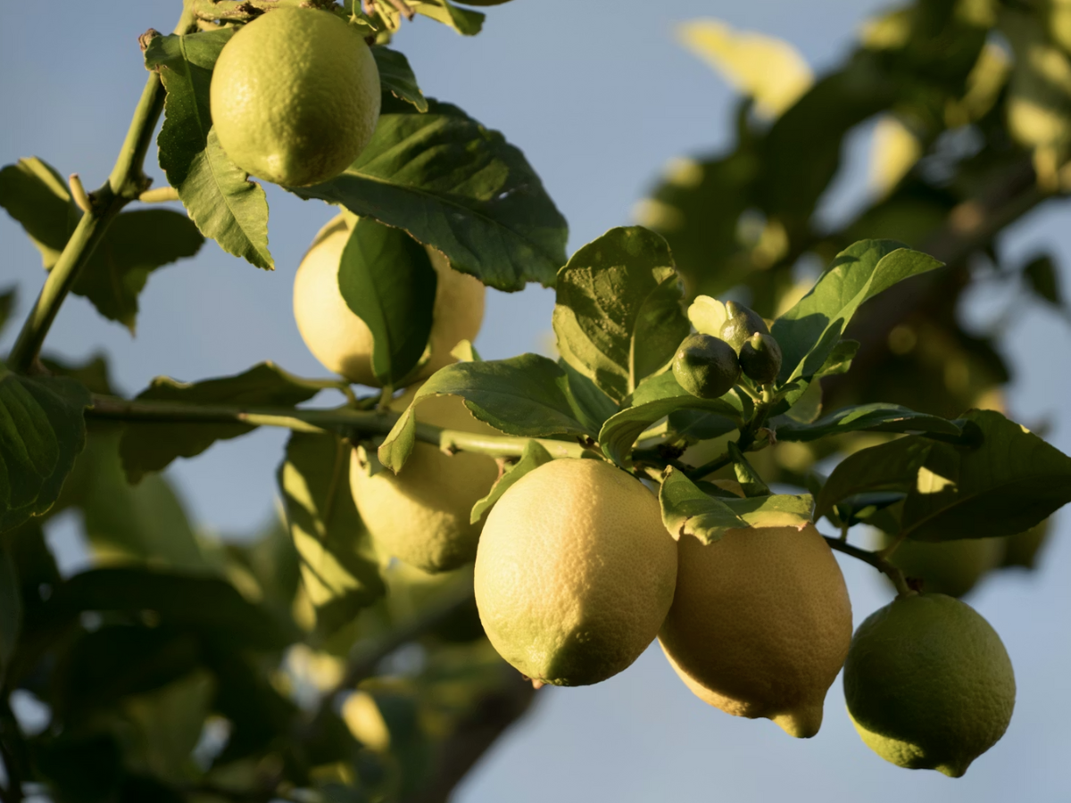 Increase Citrate Intake