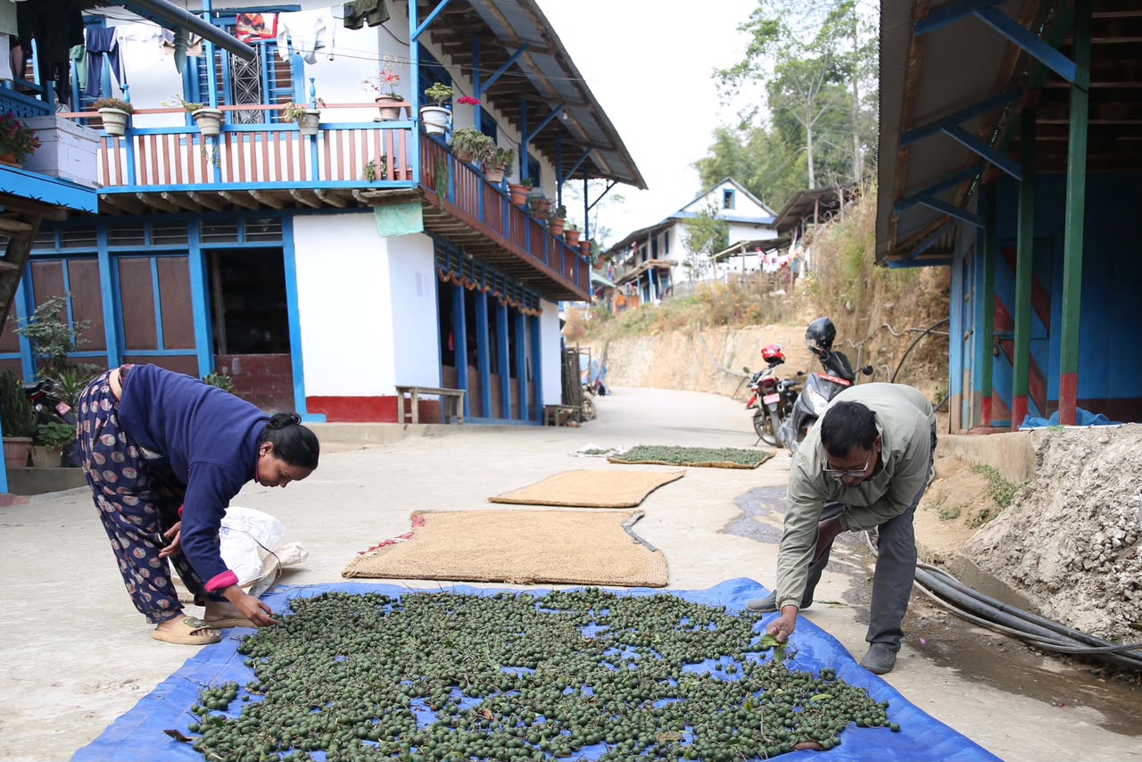 rudraksha-farming-in-nepal-prosperity-meets-peril-as-farmers-chase-chinese-market-demand20260612065438 Rudraksha farming in Nepal: Prosperity meets peril as farmers chase Chinese market demand
