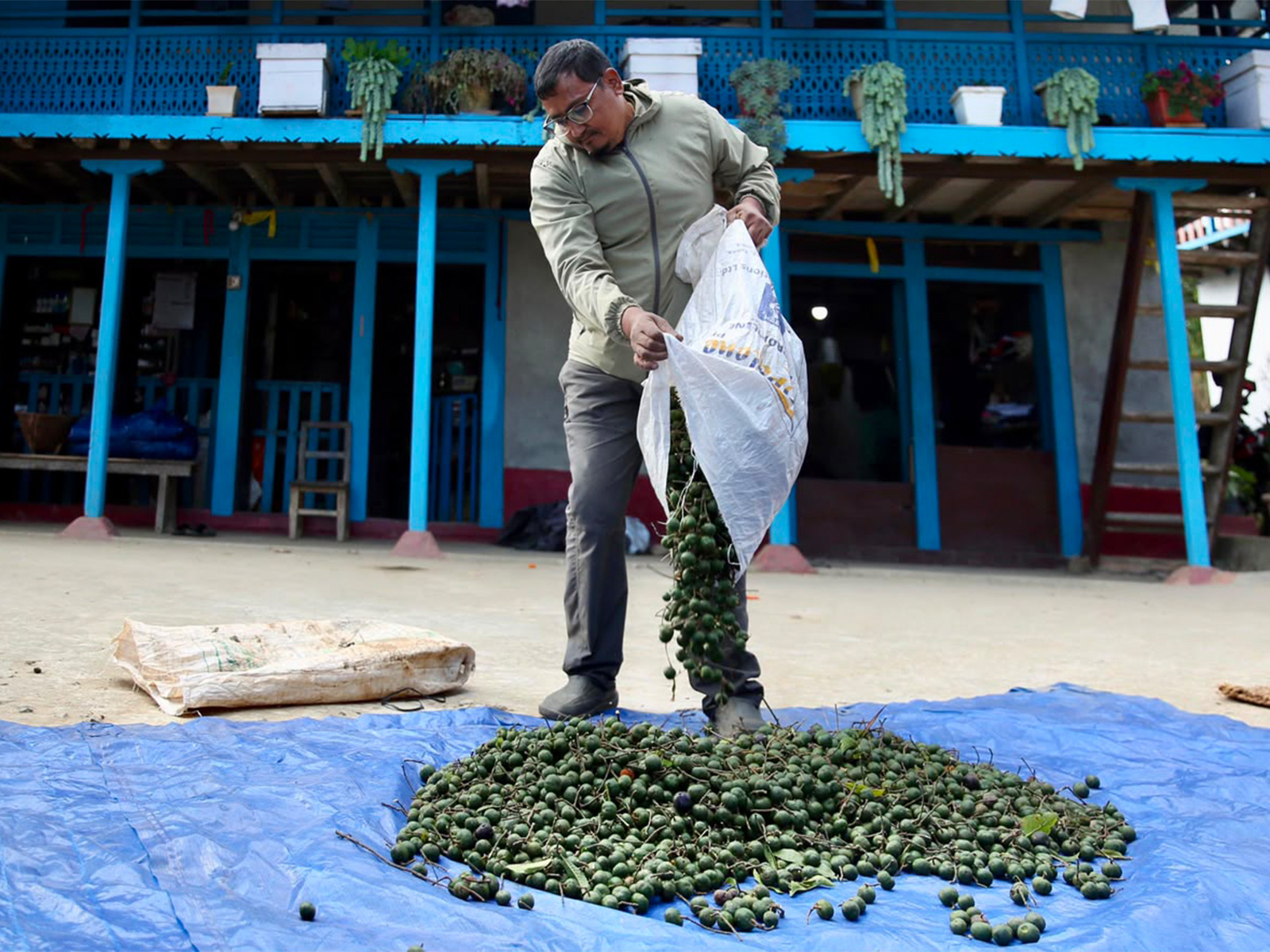 rudraksha-farming-in-nepal-prosperity-meets-peril-as-farmers-chase-chinese-market-demand20260612065438 Rudraksha farming in Nepal: Prosperity meets peril as farmers chase Chinese market demand