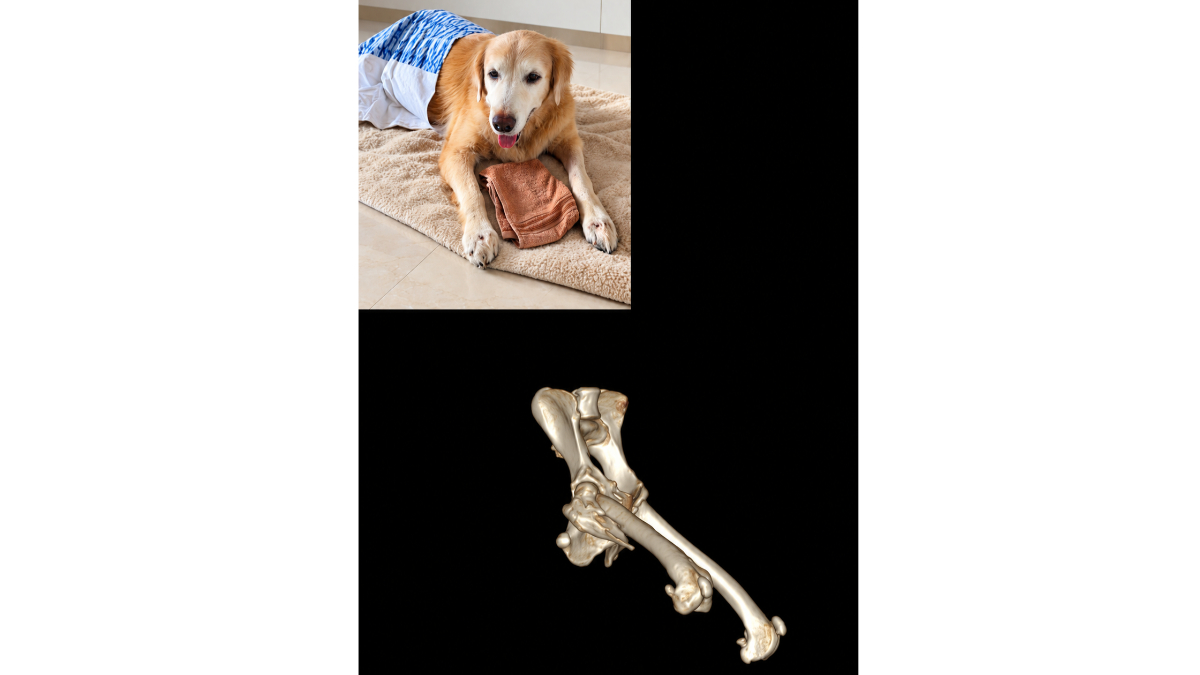 Fredna Vet Diagnostics Uncovers Widespread Bone Tumour in Dog Through Advanced CT Imaging